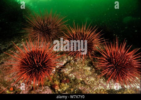 Underwater reef covered with a colony of Red sea urchins (Strongylocentrotus franciscanus), Alaska, USA, Gulf of Alaska. Pacific ocean. Stock Photo