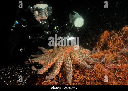 Diver taking a picture of Sunflower sea star (Pycnopodia helianthoides), Alaska, USA, Gulf of Alaska. Pacific ocean. August 2011. Stock Photo