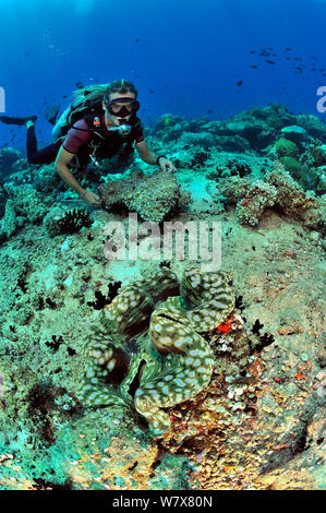 Diver looking at Fluted giant clam (Tridacna squamosa) Maldives. Indian Ocean. April 2011. Stock Photo