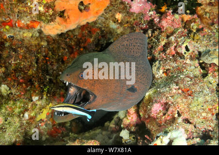 Bluestreak cleaner wrasses (Labroides dimidiatus) cleaning a Giant moray (Gymnothorax javanicus) Maldives. Indian Ocean. Stock Photo