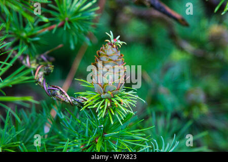 This peculiar larch cone with a florette growing on its apex was found on a specimen in a Bonsai enthuiasts collection in northern Ireland Stock Photo