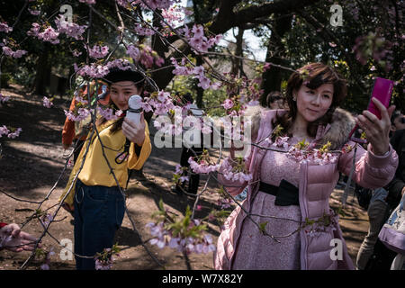 Tourists, most of whom are from China, take selfies with cherry blossom in full bloom at a park in Tokyo, Japan, 28 March 2017.   The cherry blossom s Stock Photo