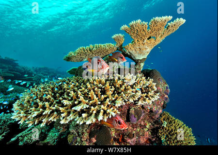 Giant squirrelfish (Sargocentron spiniferum) and Table corals (Acropora ) Maldives. Indian Ocean. Stock Photo