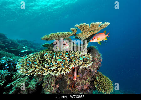 Giant squirrelfish (Sargocentron spiniferum) and Table corals (Acropora ) Maldives. Indian Ocean. Stock Photo