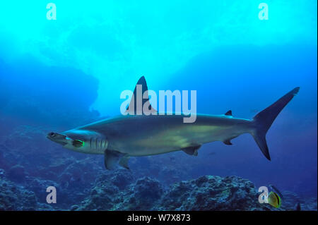Scalloped hammerhead (Sphyrna lewini) at cleaning station, cleaned by Barberfish / blacknosed butterflyfish (Johnrandallia nigrirostris), Cocos Island , Costa Rica. Pacific Ocean. Stock Photo