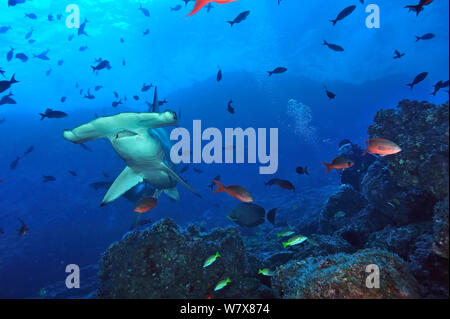 Scalloped hammerhead (Sphyrna lewini) in front of a reef  with diver, Cocos island, Costa Rica. Pacific ocean. January 2011. Stock Photo