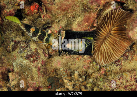 Saddled toby / pufferfish (Canthigaster valentini) looking to its reflection in small river which it sees as a rival. Philippines. Sulu Sea. Stock Photo