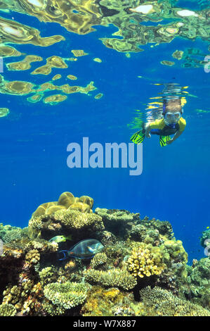 Young boy snorkeling at the surface above a coral reef with hard corals (Acropora  et porites ) and a Sohal / Red Sea surgeonfish (Acanthurus sohal) Egypt. Red Sea. June 2010. Stock Photo
