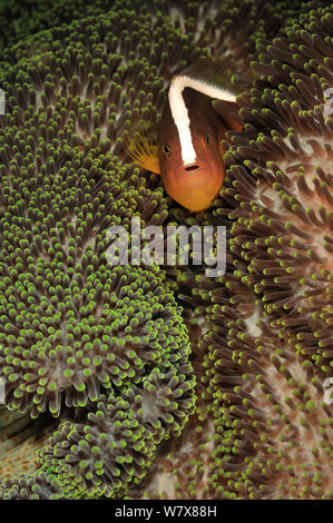 Orange anemonefish (Amphiprion sandaracinos) in a Merten's sea anemone, Manado, Indonesia. Sulawesi Sea. Stock Photo