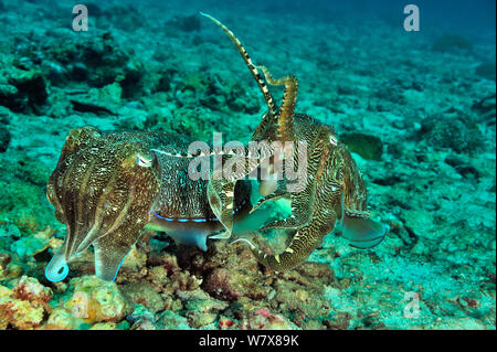 Two Pharaoh cuttlefish (Sepia pharaonis) after mating. The male is on female to protect her from potential rivals till she lays her eggs, Daymaniyat islands, Oman. Gulf of Oman. Stock Photo