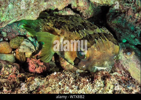 Longspined porcupinefish / balloonfish (Diodon holocanthus) Baja California peninsula, Mexico. Sea of Cortez. Stock Photo