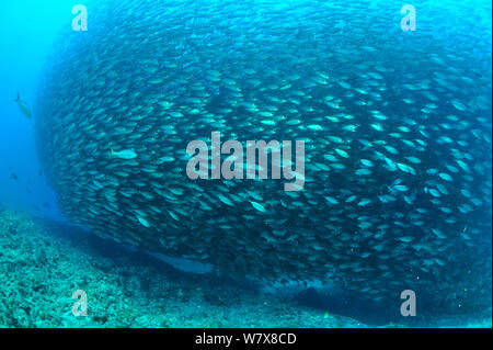 Diver hardly visible under a very large school of bigeye scads (Selar crumenophthalmus) Baja California peninsula, Mexico. Sea of Cortez. October 2010. Stock Photo