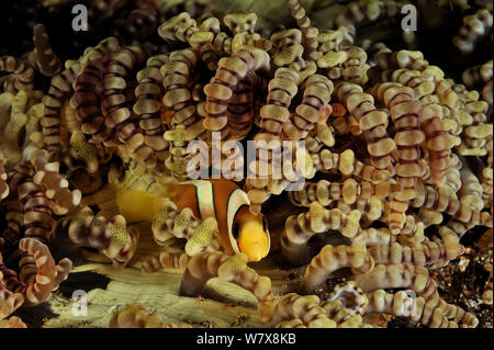 Clark's anemonefish (Amphiprion clarkii) in Beaded sea anemone (Heteractis aurora), Manado, Indonesia. Sulawesi Sea. Stock Photo