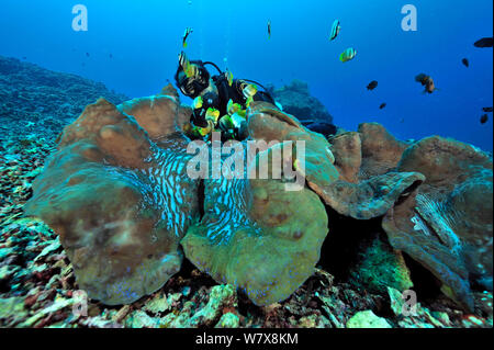 Diver behind Giant clams (Tridacna gigas) Manado, Indonesia. Sulawesi Sea. May 2010. Stock Photo