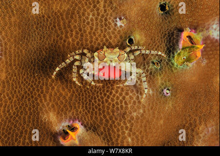 Boxer / Pompom crab (Lybia tessellata) holding its eggs on hard coral, Manado, Indonesia. Sulawesi Sea. Stock Photo