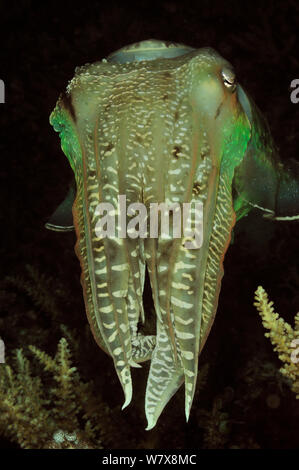 Broadclub cuttlefish (Sepia latimanus) at night,  Palau. Philippine Sea. Stock Photo