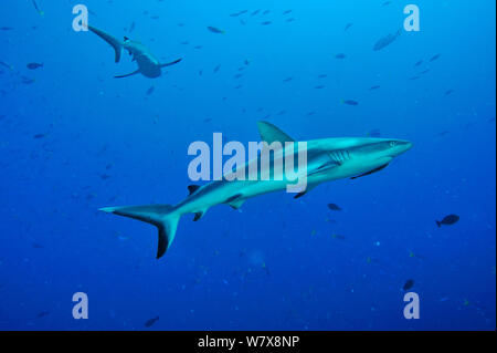 Grey reef sharks (Carcharhinus amblyrhinchos) in open water. The shark on foreground has a Striped remora (Echeneis naucrates) under its head,  Palau. Philippine Sea. Stock Photo