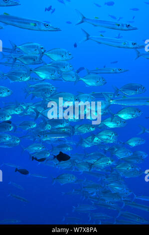 School of Blue trevally / jacks (Carangoides ferdau) mixed with bigeye barracudas (Sphyraena forsteri) Palau. Philippine Sea. Stock Photo