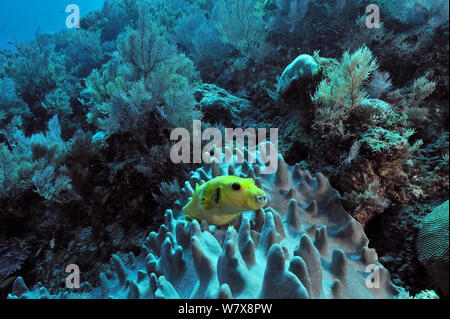 Blackspotted pufferfish (Arothron nigropunctatus) on a Leather coral,  Mayotte. Indian Ocean. Stock Photo