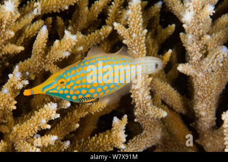 Longnose / Harlequin filefish (Oxymonacanthus longirostris) by coral, New Caledonia. Pacific Ocean. Stock Photo