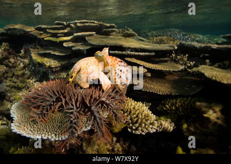 Giant triton (Charonia tritonis) eating a Crown-of-thorns starfish (Acanthaster planci) at night.  New Caledonia. Pacific Ocean. Stock Photo