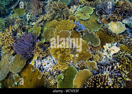 Coral reef with Tables corals (Acropora ) New Caledonia. Pacific Ocean. Stock Photo