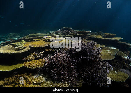 Coral reef with Table corals (Acropora ) at night under the full moon rays,  New Caledonia. Pacific Ocean. Stock Photo