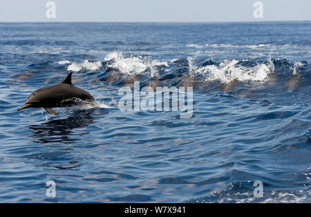 Group of Spinner dolphins (Stenella longirostris centroamericana) porpoising at the surface,  Costa Rica. Pacific ocean. Stock Photo