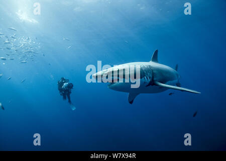 Cameraman filming a Great white shark (Carcharodon carcharias) in open water, Guadalupe island, Mexico. Pacific Ocean. November 2006. Stock Photo