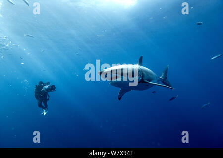 Cameraman filming a Great white shark (Carcharodon carcharias) in open water, Guadalupe island, Mexico. Pacific Ocean. November 2006. Stock Photo