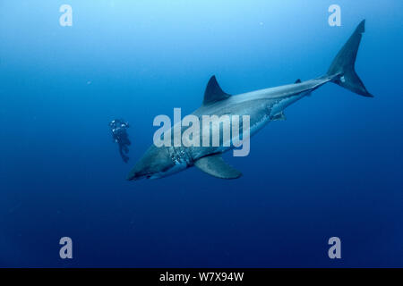 Cameraman filming Great white shark (Carcharodon carcharias) in open water, Guadalupe island, Mexico. Pacific Ocean. November 2006. Stock Photo