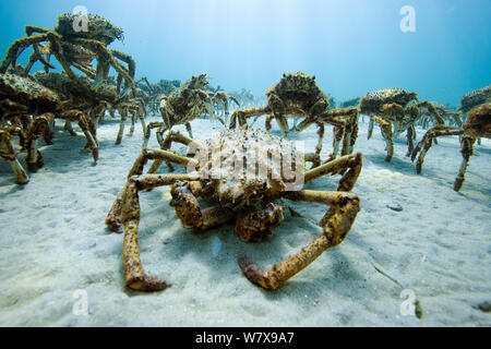 Aggregation of thousands of Spider crabs (Leptomithrax gaimardii) for moulting, South Australia Basin, Australia. Pacific Ocean. Stock Photo