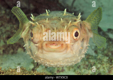 Close-up of Shortspine porcupinefish (Diodon holacanthus), coast of Dhofar and Hallaniyat islands, Oman. Arabian Sea. Stock Photo