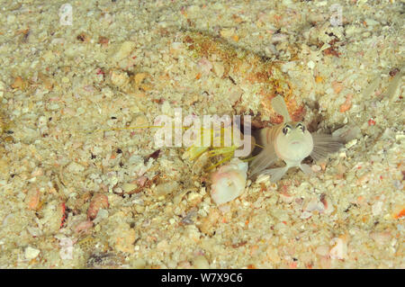 Djeddah snapping shrimp (Alpheus djeddensis) and Steinitz's goby (Amblyeleotris steinitzi) at hole, these species are symbiotic with the goby guarding the shrimp as it digs, coast of Dhofar and Hallaniyat islands, Oman. Arabian Sea. Stock Photo