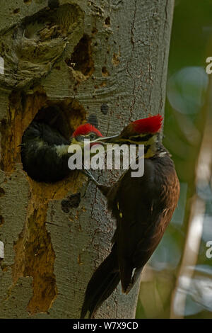 Pileated woodpecker feeding young birds, Sonoma County, California