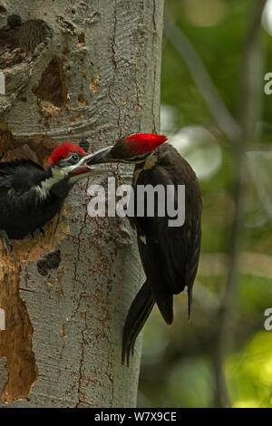 Pileated woodpecker feeding young birds, Sonoma County, California