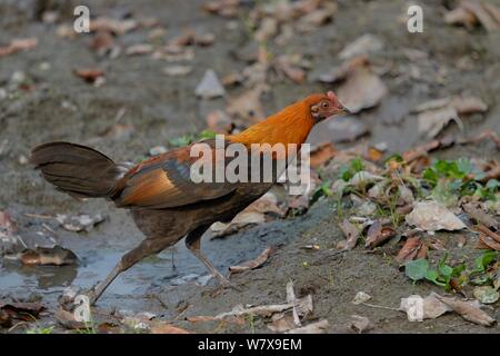 Red junglefowl (Gallus gallus) male walking. Kaziranga National Park, Assam, India. Stock Photo