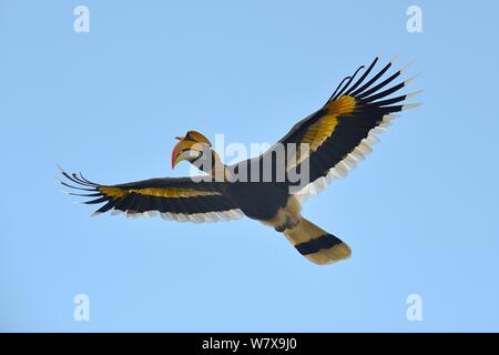 Great hornbill (Buceros bicornis) in flight. Kaziranga National Park, Assam, India. Stock Photo