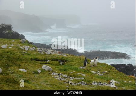 Yellow eyed penguins (Megadyptes antipodes) on misty coast. Enderby Island, Auckland group (Subantarctic), New Zealand, February. Stock Photo