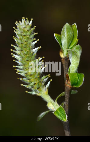 Grey willowtree  (Salix cinerea), female catkin and foliage. Dorset, UK, April. Stock Photo