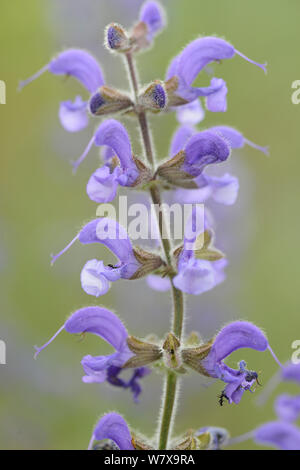 Meadow clary (Salvia pratensis), Provence, France, May. Stock Photo