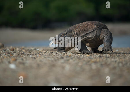 Komodo Dragon (Varanus komodoensis) walking on beach, Komodo National Park, Indonesia. Stock Photo