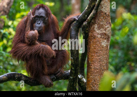 Newborn orangutan at Camp Leakey, Tanjung Puting National Park ...