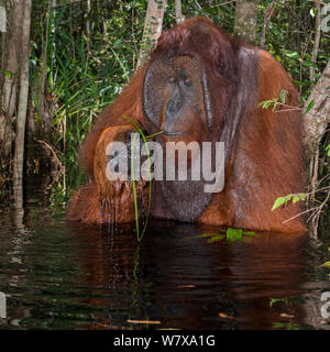 Bornean Orangutan (Pongo pygmaeus) male sitting in water, eating plants, Camp Leakey, Tanjung Puting National Park, Central Kalimantan, Borneo, Indonesia. Stock Photo