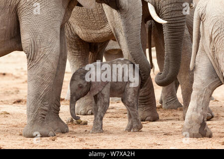 African elephant (Loxodonta africana) newborn calf amongst the herd, Addo Elephant National Park, South Africa, February Stock Photo