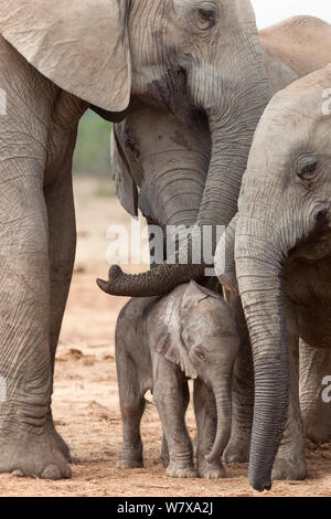 African elephant (Loxodonta africana) newborn calf amongst the herd, Addo Elephant National Park, South Africa, February Stock Photo
