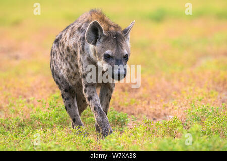 Spotted hyena (Crocuta crocuta) on the prowl, Kgalagadi Transfrontier Park, Northern Cape, South Africa, February Stock Photo