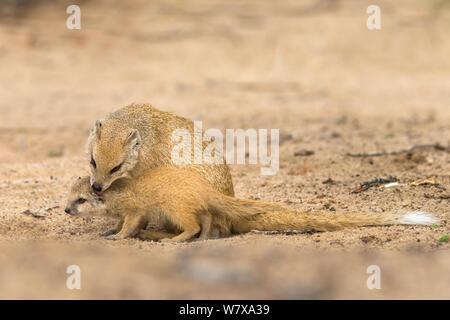 Yellow mongoose (Cynictis penicillata) adult grooming baby, Kgalagadi Transfrontier Park, South Africa, February Stock Photo