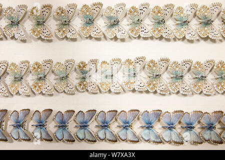 Chalkhill Blue (Polyommatus coridon) butterfly - museum specimens, dorsal and ventral view showing slight variations in size and colouration, Tyne and Wear Archives and Museums Stock Photo