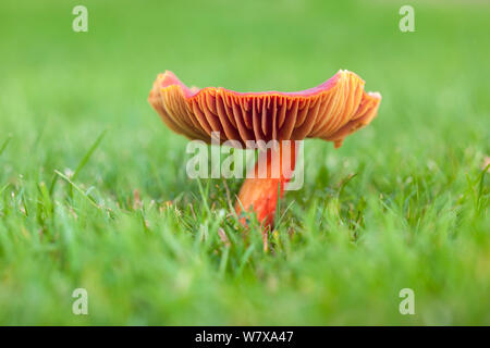 Crimson waxcap (Hygrocybe punicea) showing gills, growing in grass in churchyard, Isle of Arran, Scotland, October Stock Photo